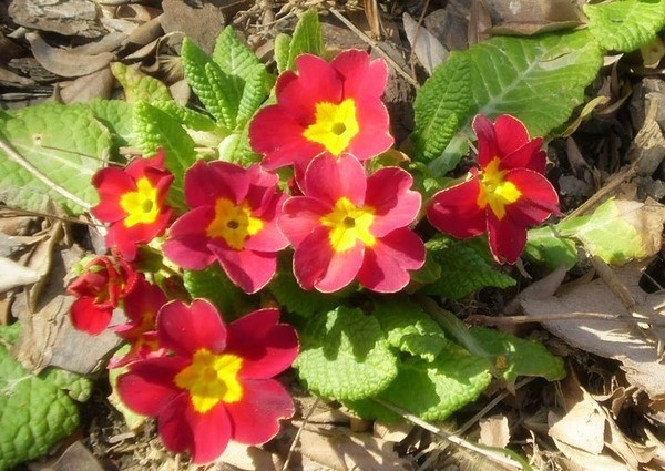 2-11-Birthday Flowers:Red primrose-Florid:Sorrow-Birthstone:Amethyst