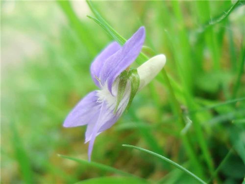 4-10-Birthday Flowers:Wild violet-Florid:Be born unlucky-Birthstone:Diamond