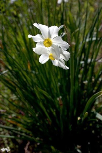 4-13-Birthday Flowers:Wild daffodils-Florid:Rare-Birthstone:Diamond