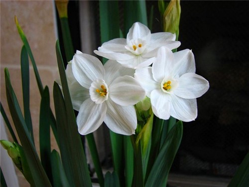 4-21-Birthday Flowers:Snow-white narcissus-Florid:Unyielding-Birthstone:Diamond