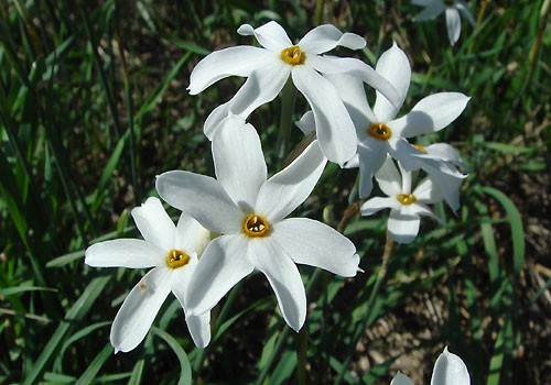 5-3-Birthday Flowers:Pheasant Eye Narcissus-Florid:Sacred narcissus-Birthstone:Emerald