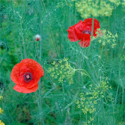 5-17-Birthday Flowers:Angle poppies-Florid:Natural-Birthstone:Emerald