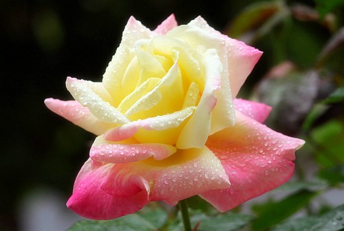 6-3-Birthday Flowers:Law warfare Rose-Florid:Articulate-Birthstone:Pearl