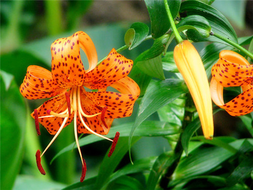 8-2-Birthday Flowers:Tiger lily-Florid:Tend-Birthstone:Agate