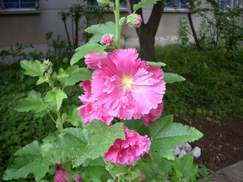 8-3-Birthday Flowers:Hollyhock-Florid:Dream-Birthstone:Agate