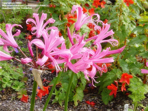 8-30-Birthday Flowers:Ke Lexi Lily-Florid:Comfort-Birthstone:Agate