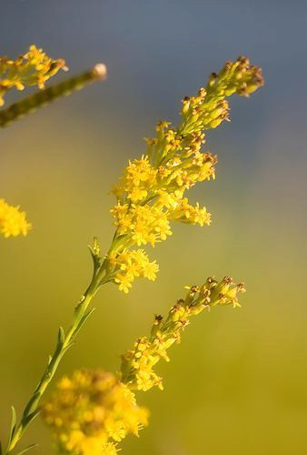9-9-Birthday Flowers:Canada goldenrod grass-Florid:Influence-Birthstone:Sapphire