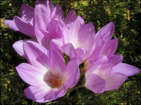 9-10-Birthday Flowers:Autumn saffron-Florid:Protection-Birthstone:Sapphire