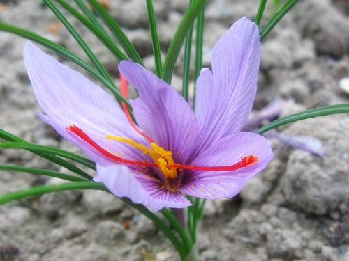 9-15-Birthday Flowers:Byzantine saffron-Florid:Upright and outspoken-Birthstone:Sapphire