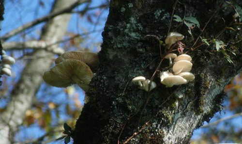 10-18-Birthday Flowers:Tree mushrooms-Florid:Neurotic-Birthstone:Opal