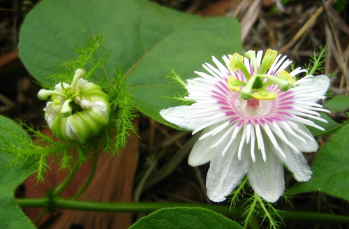 11-18-Birthday Flowers:Passionflower-Florid:Look forward to-Birthstone:Topaz