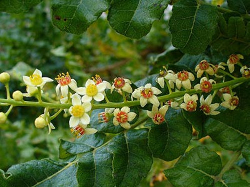 12-24-Birthday Flowers:Frankincense wood-Florid:Gift-Birthstone:Turkish Jade